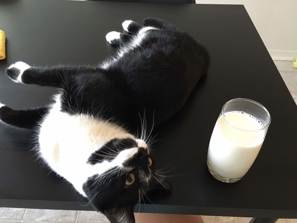 撒娇想要喝牛奶