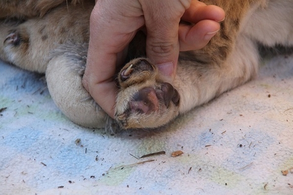 4.1 Lion cub paw deformed.jpg