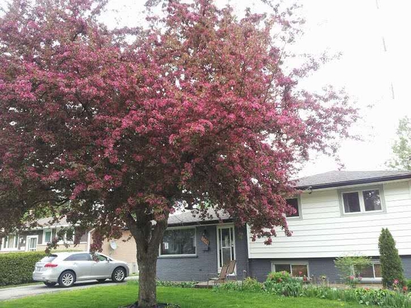 Front house