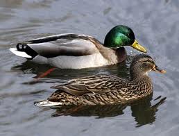 mallard_duck-male-female-1.jpg